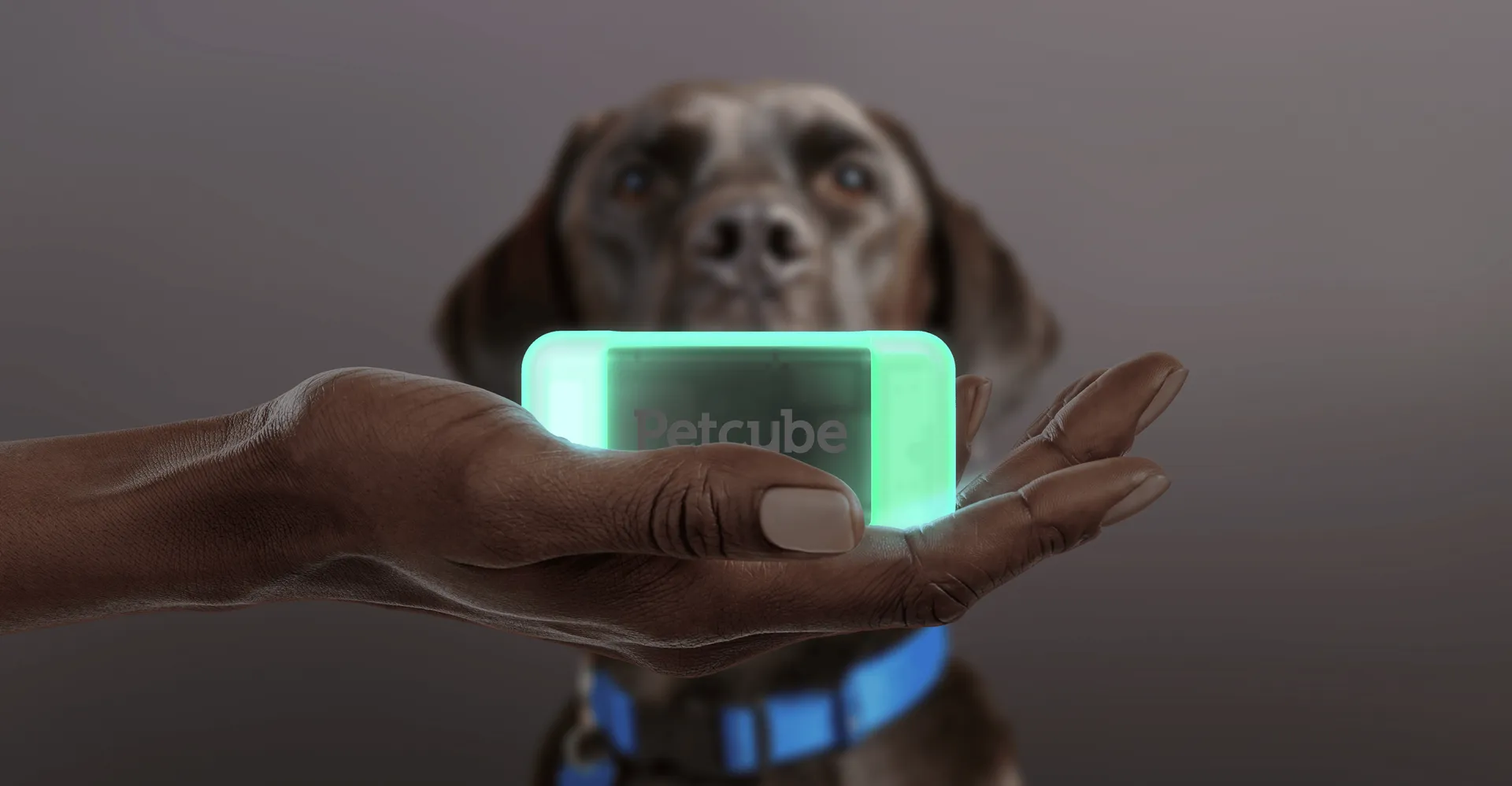 Hand holding the glowing green GPS Tracker above a dog wearing a collar