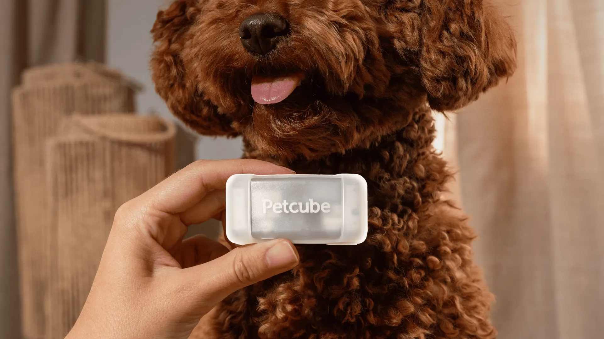 Hand holding the glowing green GPS Tracker in front of a dog