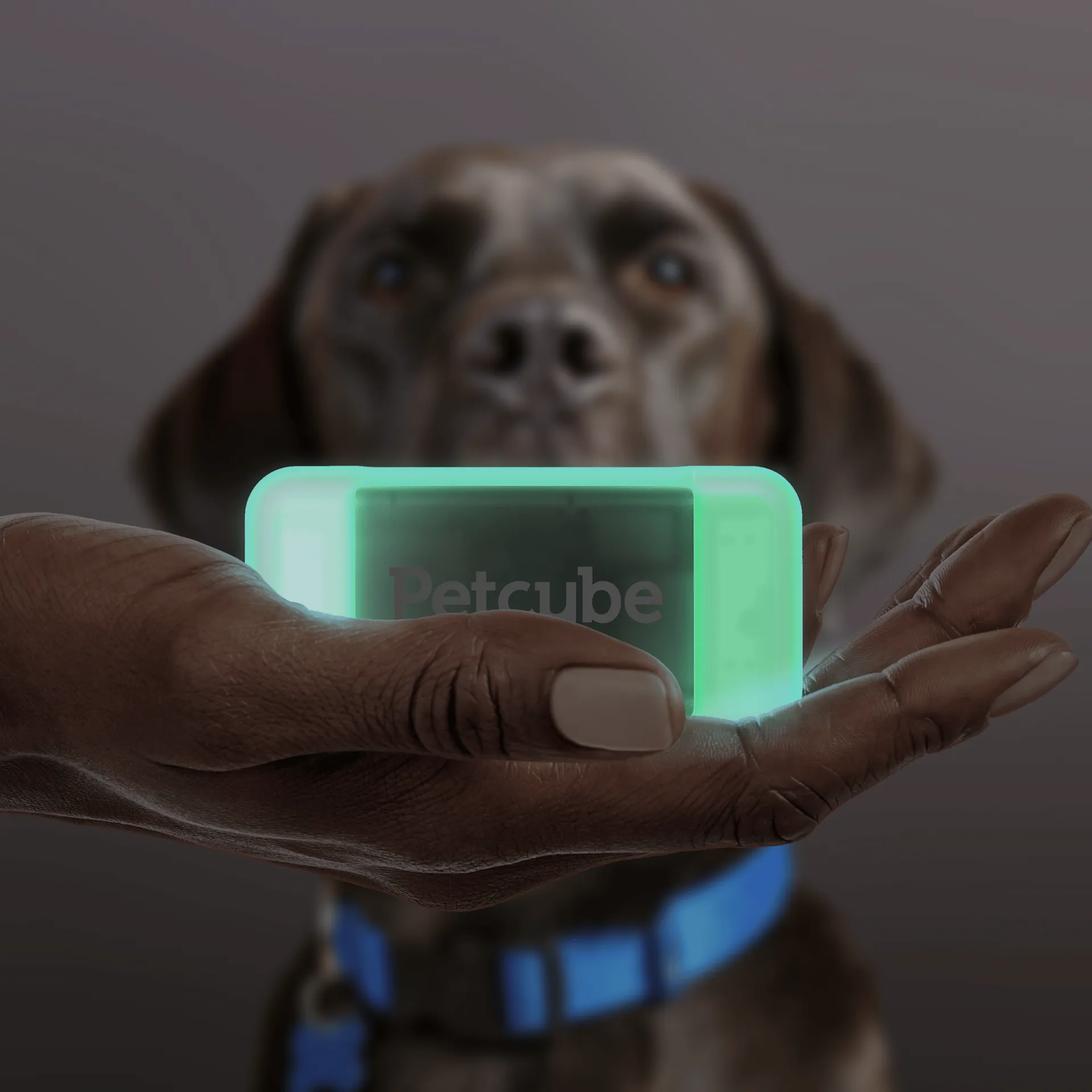 Hand holding the glowing green GPS Tracker above a dog wearing a collar